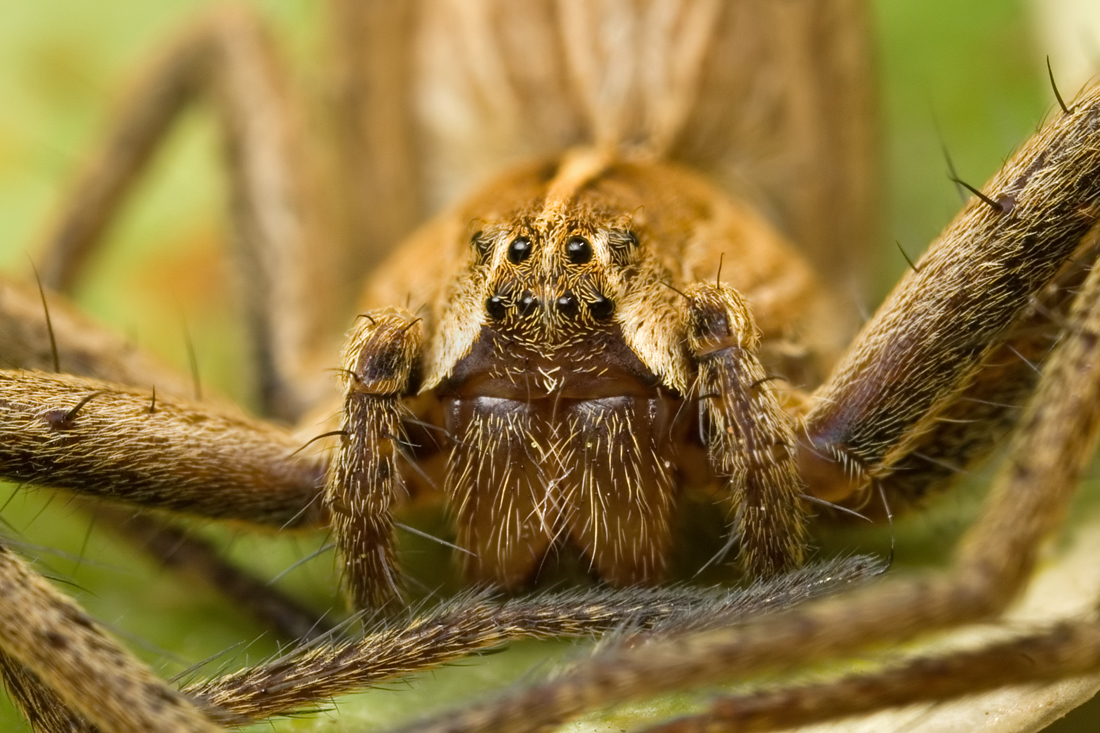 Nursery Web Spider